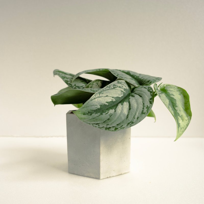 大葉銀斑葛│泥作系列│福所栽 - 盆栽/植栽 - 水泥 銀色