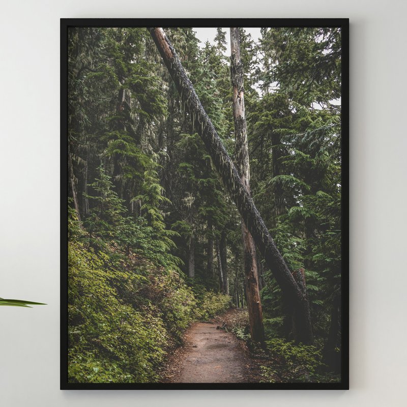 Dark Foggy Forest Wall Art, Thick Pine Forest Poster, Mountain Pine Forest Art - Posters - Paper 