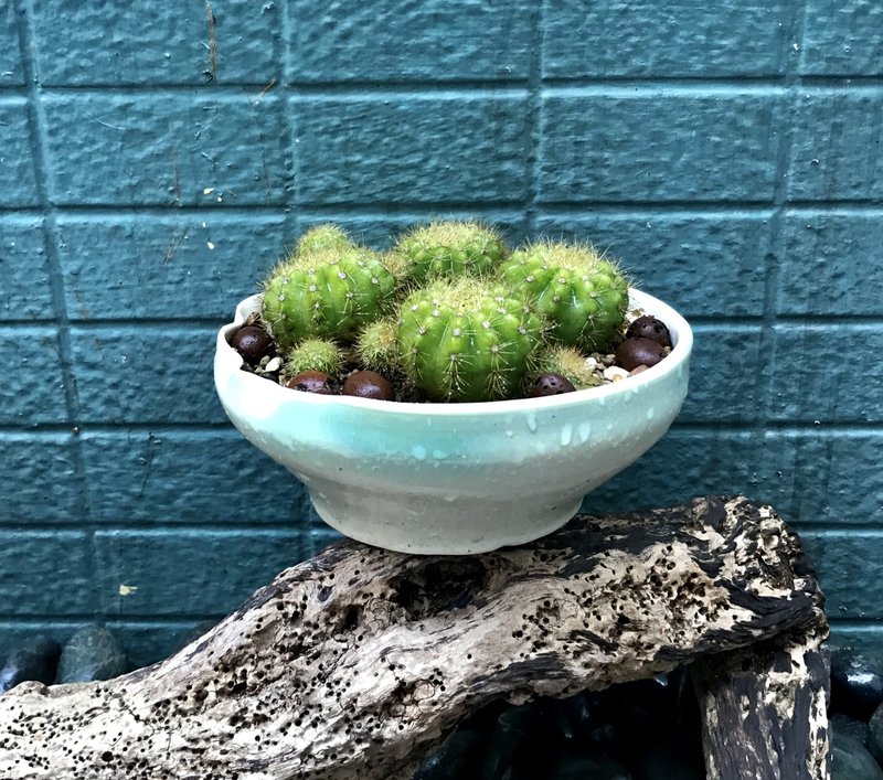 仙人掌+手工青碧陶花器 療癒擺飾 盆栽 淨化空氣 植栽 畢業禮 - 盆栽/植栽 - 陶 多色