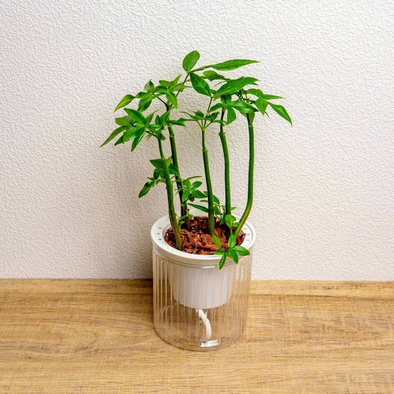 多枝馬拉巴栗 免澆水盆栽 室內植物 觀葉植物 禮物 盆栽 辦公室 - 盆栽/植栽 - 陶 透明