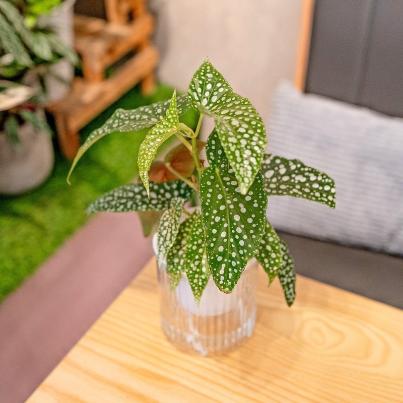 白冰秋海棠  免澆水盆栽 室內植物 觀葉植物  禮物 辦公室小物 - 盆栽/植栽 - 植物．花 