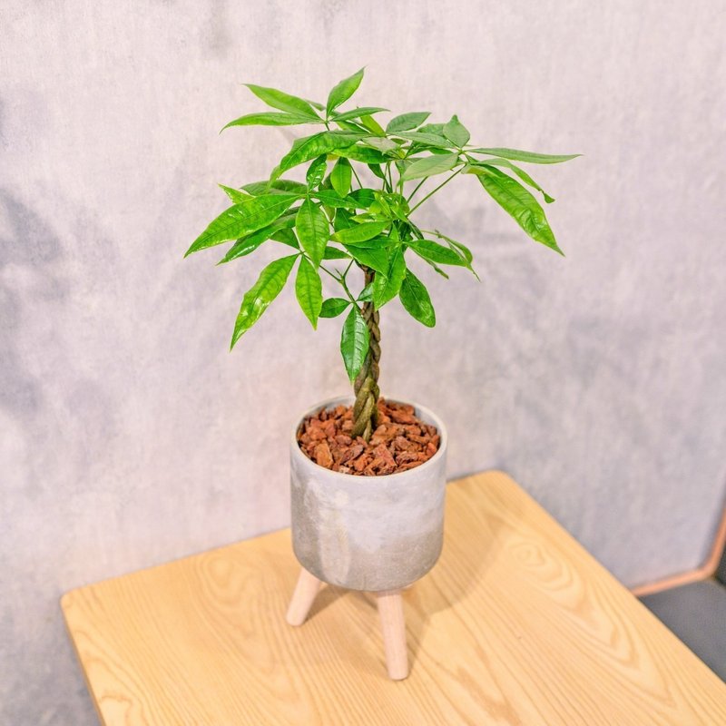 Malabar chestnut planting, woven money tree, indoor shade-tolerant small high wooden foot Cement potted tree - ตกแต่งต้นไม้ - พืช/ดอกไม้ 