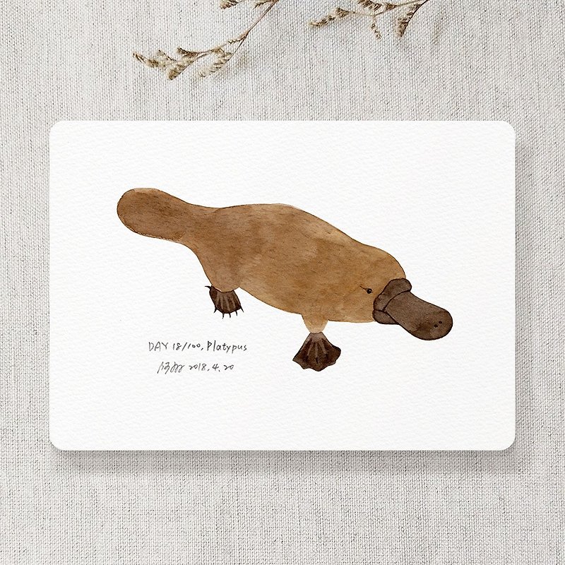Platypus postcard - การ์ด/โปสการ์ด - กระดาษ สีนำ้ตาล