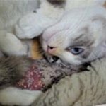 設計師品牌 - The beaded boxes with Cats and Roses