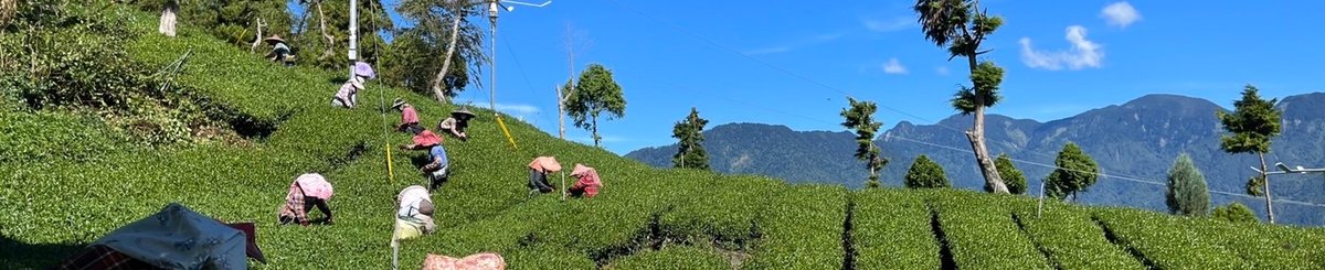 谷峯茶業