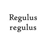 แบรนด์ของดีไซเนอร์ - Regulus regulus