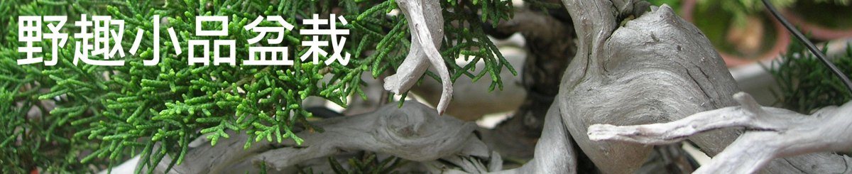野趣小品盆栽 Rustic Charm Bonsai