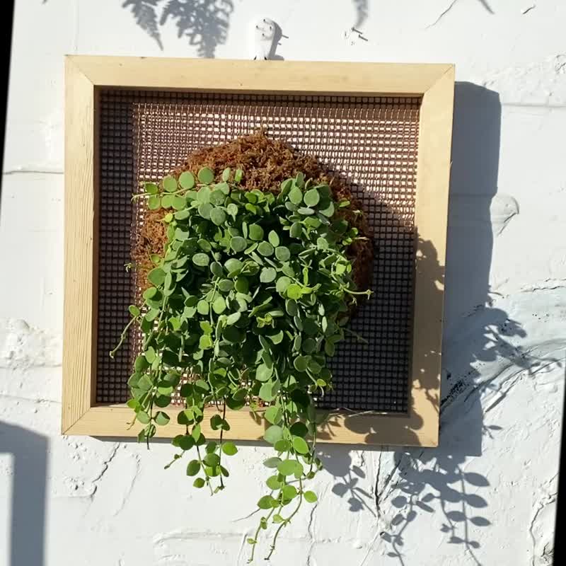 【Money Vine Picture Frame】Texture Picture Frame/Indoor Plant - ตกแต่งต้นไม้ - พืช/ดอกไม้ สีเขียว