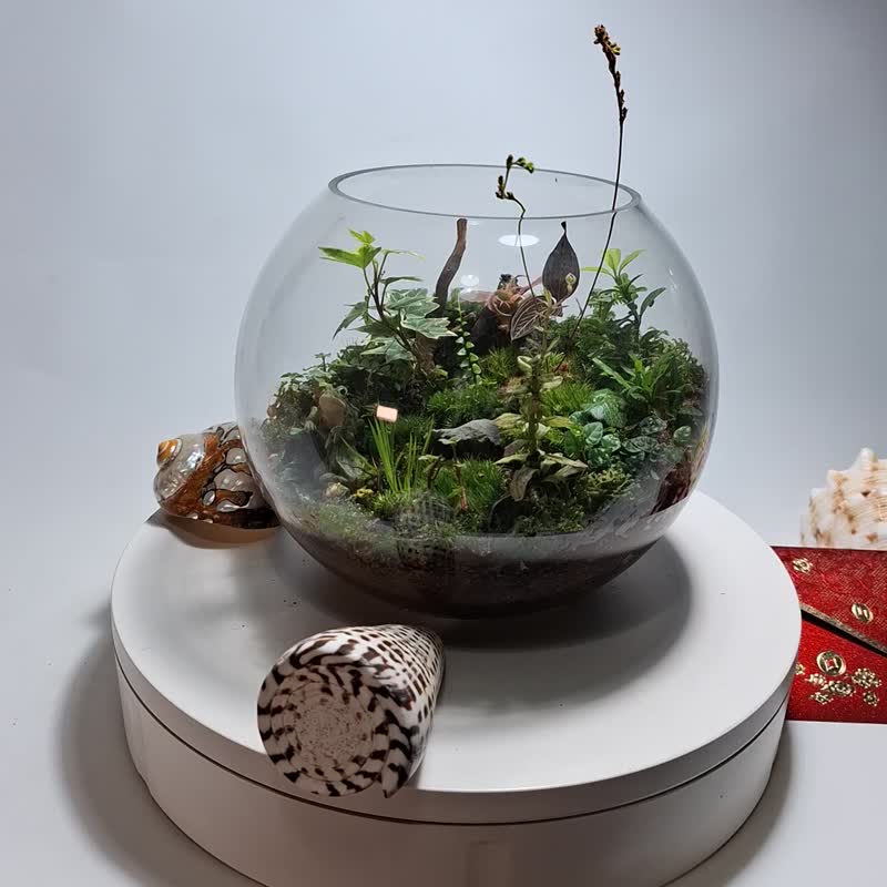 微景生態缸 - 植栽/盆栽 - 玻璃 