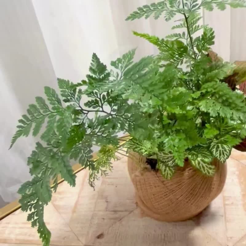 Rabbit's foot fern handmade combination planting moss balls - ตกแต่งต้นไม้ - พืช/ดอกไม้ 