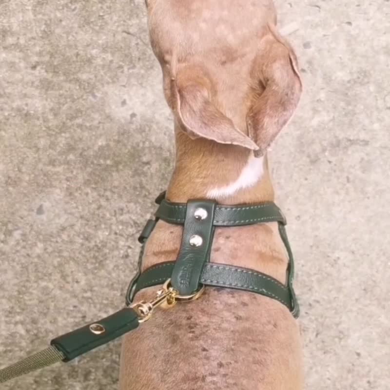首輪・ハーネス・リード max bone Isabel Collar S Amazon | [シャンディニー] 犬 リードフック 金具 首輪 バックル