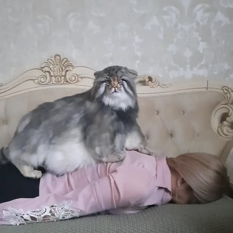 Pallas's cat (Otocolobus manul )  realistic plush animals. Ooak stuffed toy - 公仔/玩偶 - 其他材質 灰色