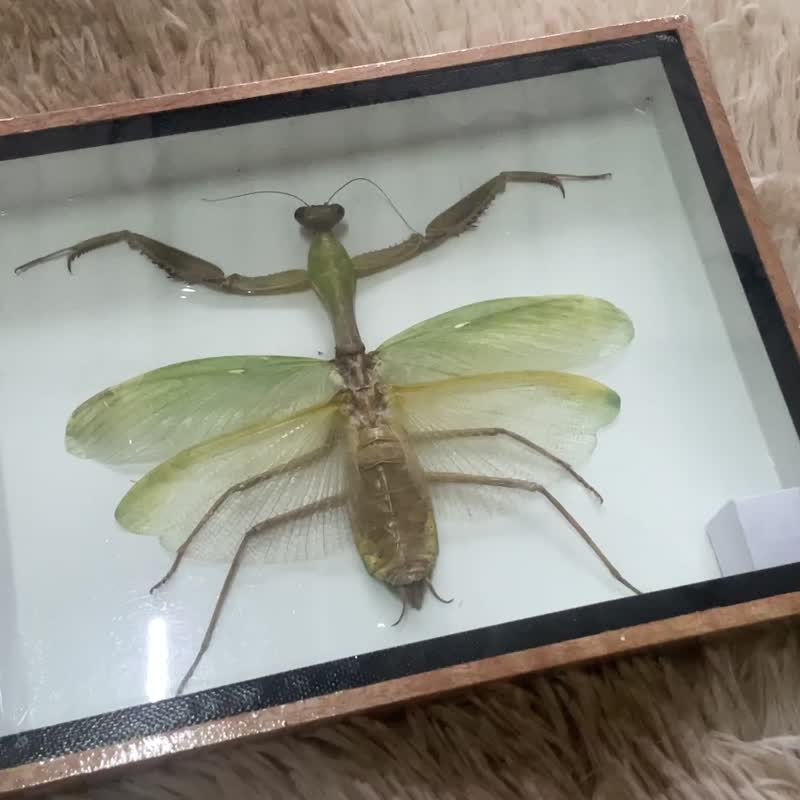 Real Giant Praying Mantis Taxidermy Insect In Display Wood Frame Home Decor - Wall Décor - Acrylic 