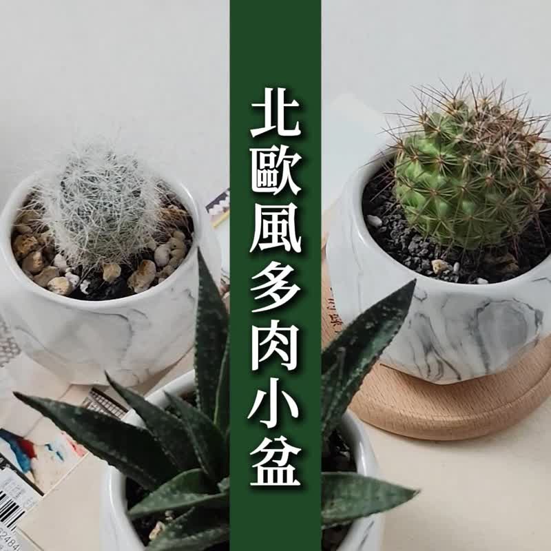 李的綠意花園 北歐風多肉小盆 小花盆 瓷盆 大理石紋 ins風 多肉 - 花瓶/花器 - 瓷 白色