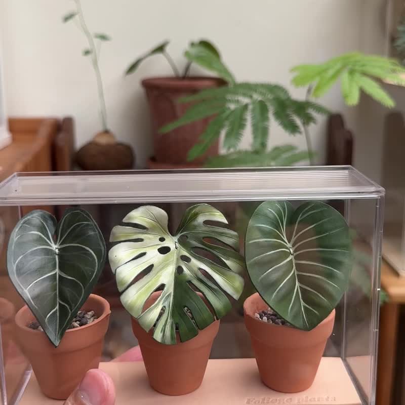 迷你觀葉皮革小品(3品一組) - 盆栽/植栽 - 真皮 