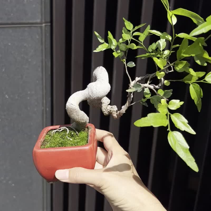 笹と石∣ミニ盆栽鉢植え - ショップ mu bonsai 観葉植物 - Pinkoi