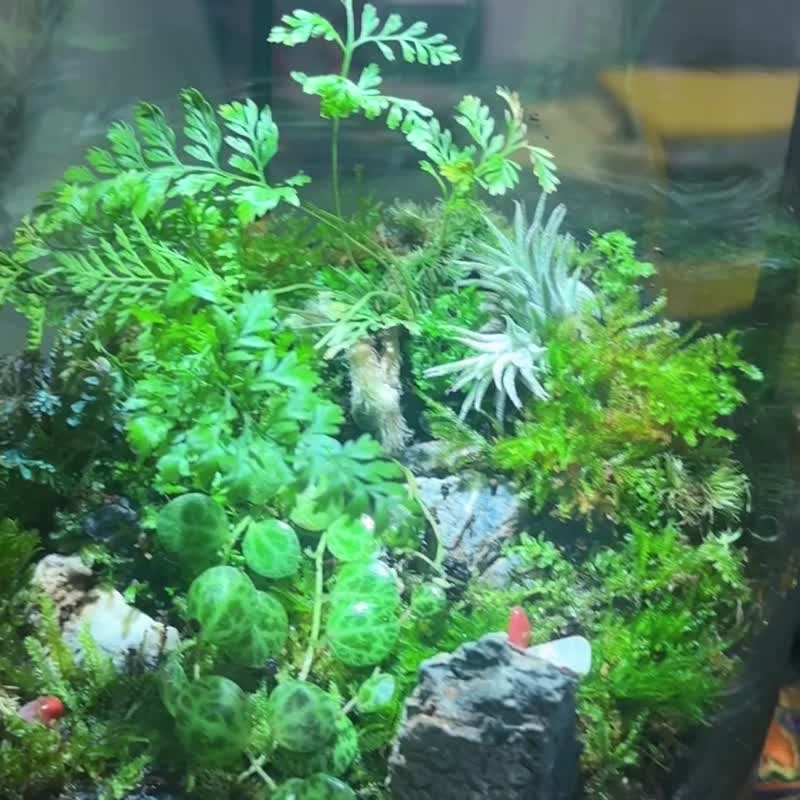 Experience the micro-landscape eco-tank in a class of 1 person, the rainforest eco-tank, the moss eco-tank with timer light - Plants & Floral Arrangement - Other Materials 