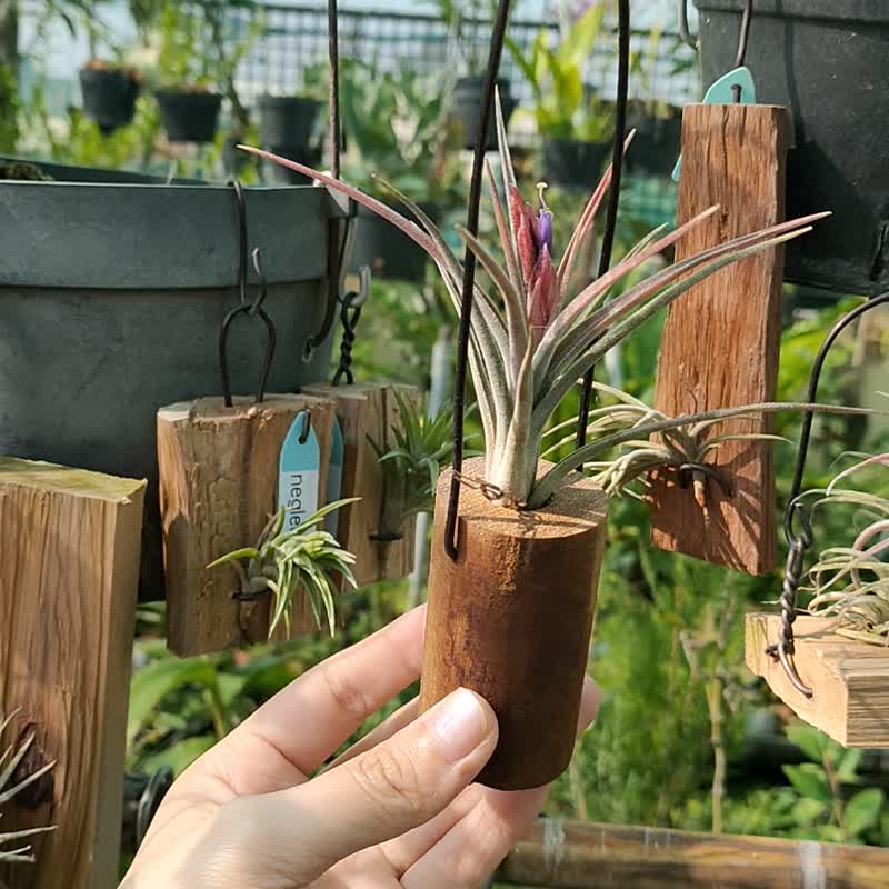 懸掛植物-空氣鳳梨 - 植栽/盆栽 - 植物．花 