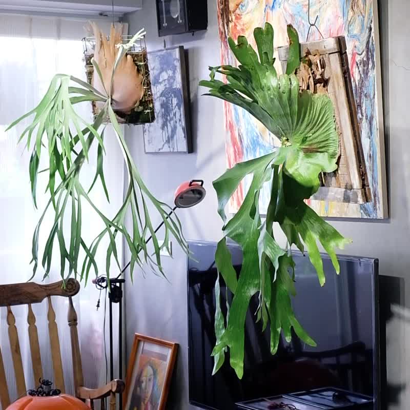 [Staghorn Fern Board Class] Taipei Forever Art Gallery - Illustration, Painting & Calligraphy - Plants & Flowers 