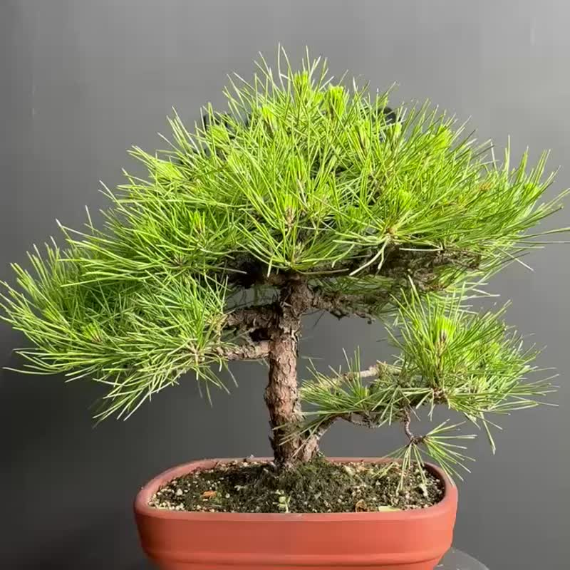 日本 黑松 植物 盆景 盆栽 bonsai 楓葉 塊根 多肉植物 送禮 - 盆栽/植栽 - 植物．花 綠色