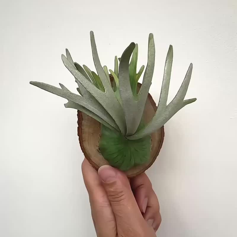 銀鹿立葉皮革鹿角蕨 - 盆栽/植栽 - 真皮 
