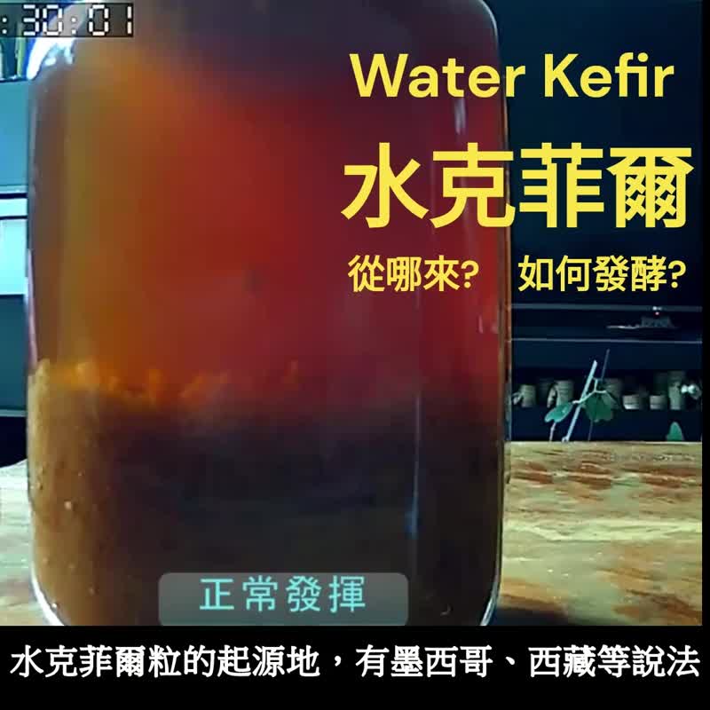 DIY療癒小物 |水克菲爾粒 water kefir grains|發酵飲DIY益生菌種 - 甜點/烘焙/料理 - 其他材質 