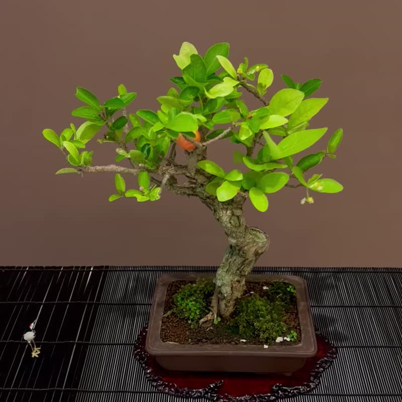 アセロラ盆栽 アセロラ ∣ 希少盆栽 - ショップ mu bonsai 観葉植物 - Pinkoi