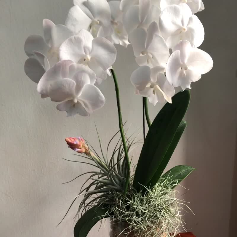 白心蝴蝶蘭花植栽 - 植栽/盆栽 - 植物．花 白色
