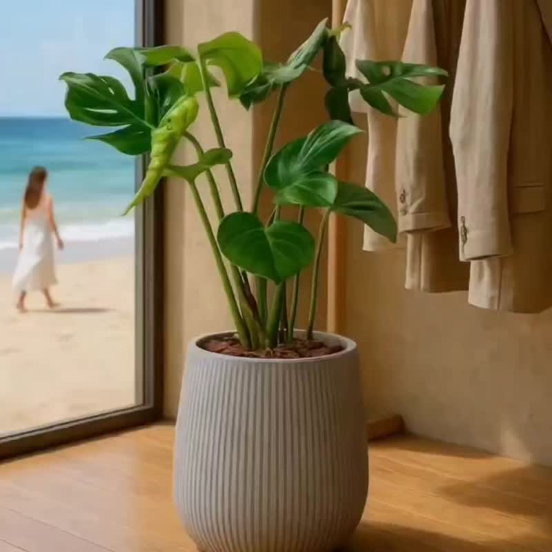 龜背芋細灰條紋水泥盆栽 室內植物 開幕盆栽推薦 - 盆栽/植栽 - 水泥 灰色
