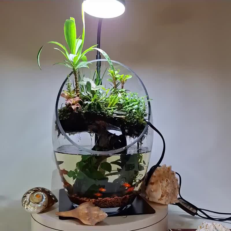 水陸生態缸 - 植栽/盆栽 - 玻璃 