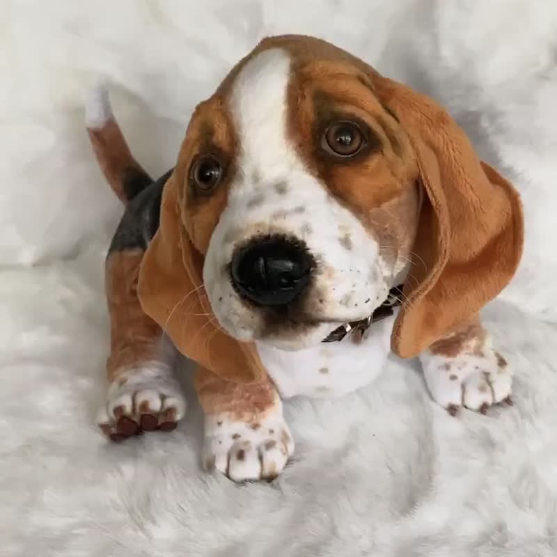 bully basset