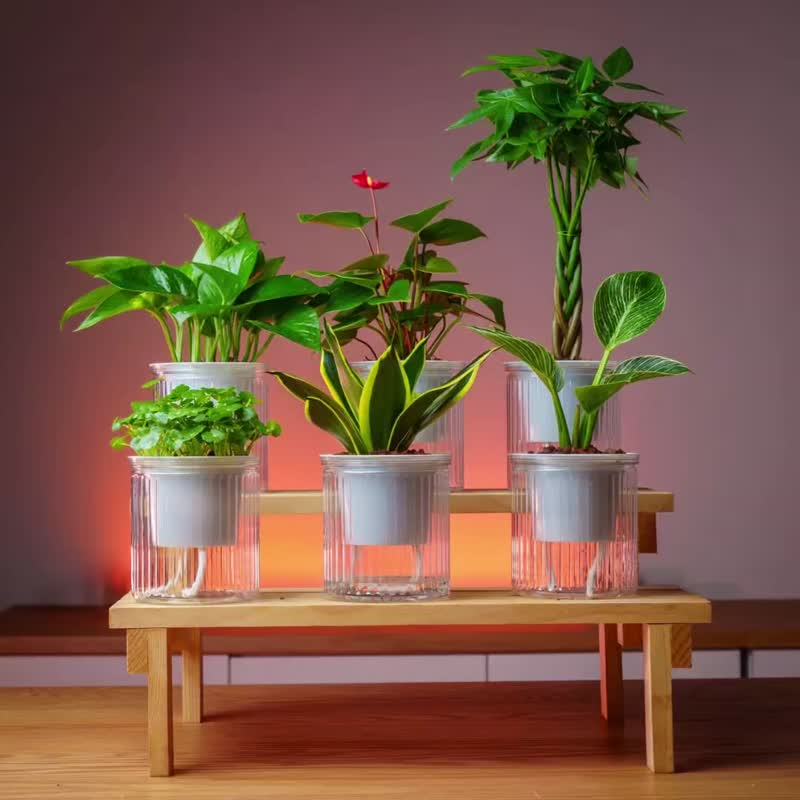 袖珍椰子 免澆水盆栽 室內植物 觀葉植物  禮物 辦公室小物 - 盆栽/植栽 - 植物．花 