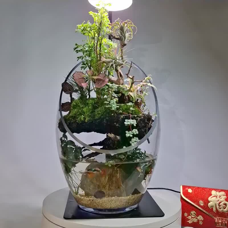 水陸生態缸 - 植栽/盆栽 - 玻璃 