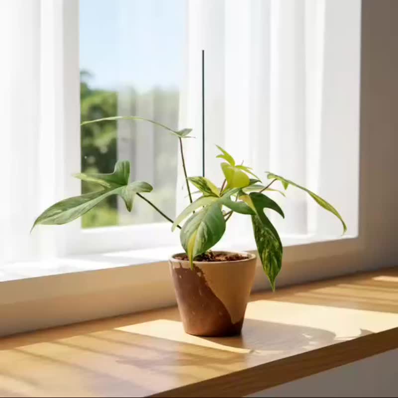 班葉龍爪蔓綠絨 復古小水泥盆栽 開幕盆栽推薦 桌上盆栽 送禮 - 盆栽/植栽 - 植物．花 綠色