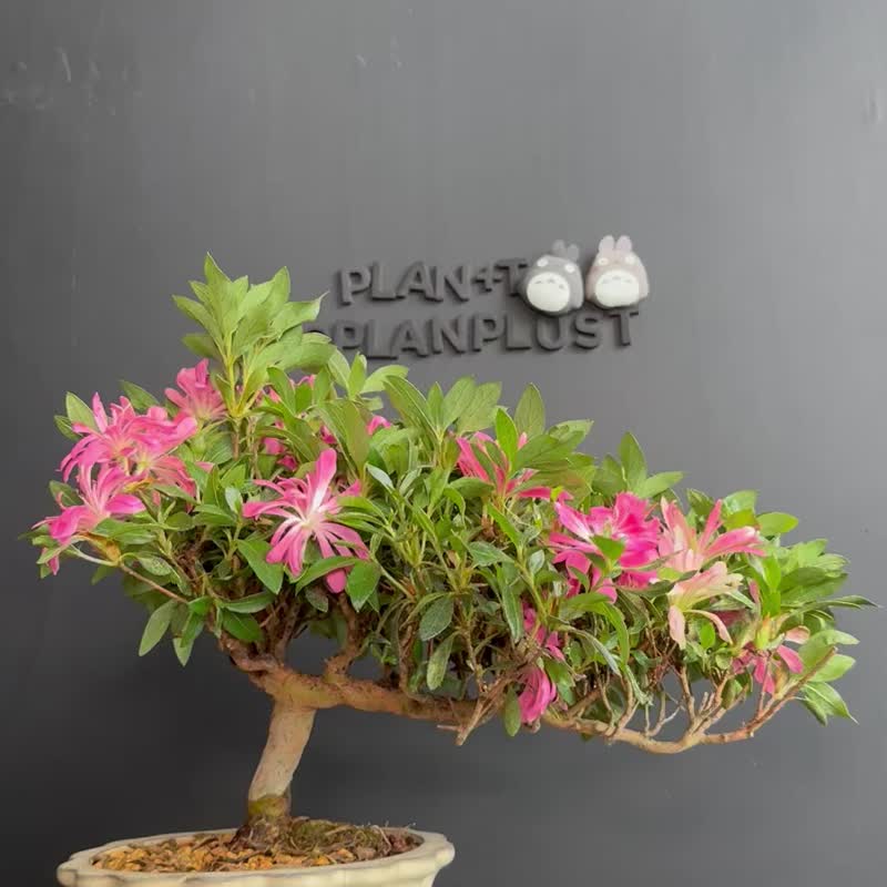 Japanese Satsuki azalea Rhododendron - Plants - Plants & Flowers Green