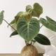 チョコレートレッドフィロデンドロン観葉植物ココナッツ苔玉/ビッグ苔玉恋人の誕生日プレゼント