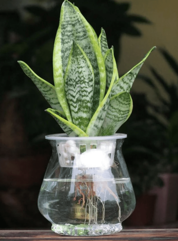 水種植物 - 虎尾蘭