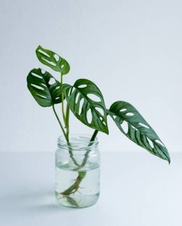 水種植物 - 龜背竹