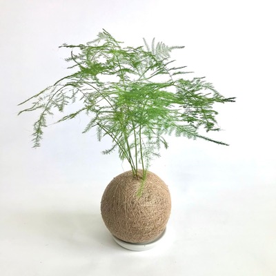 水種植物 - 文竹