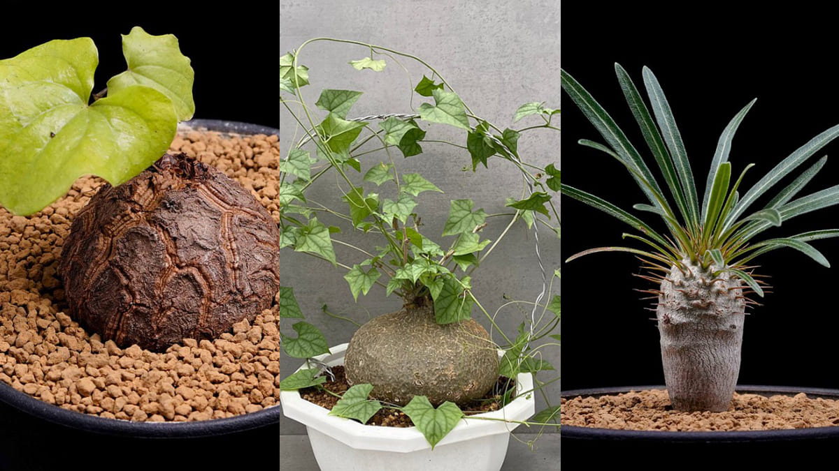 誘魔brand 塊根植物 多肉植物 醜得療癒的「塊根植物」！怎麼種植、有哪些品種？一篇文帶你入門