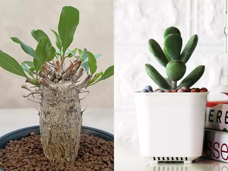 醜得療癒的「塊根植物」！怎麼種植、有哪些品種？一篇文帶你入門