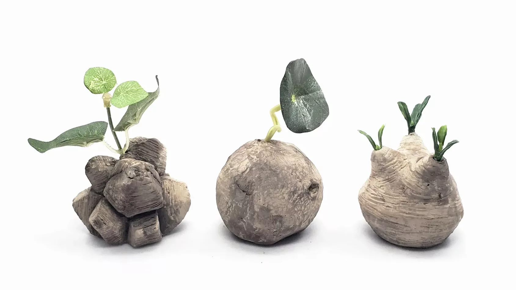 醜得療癒的「塊根植物」！怎麼種植、有哪些品種？一篇文帶你入門