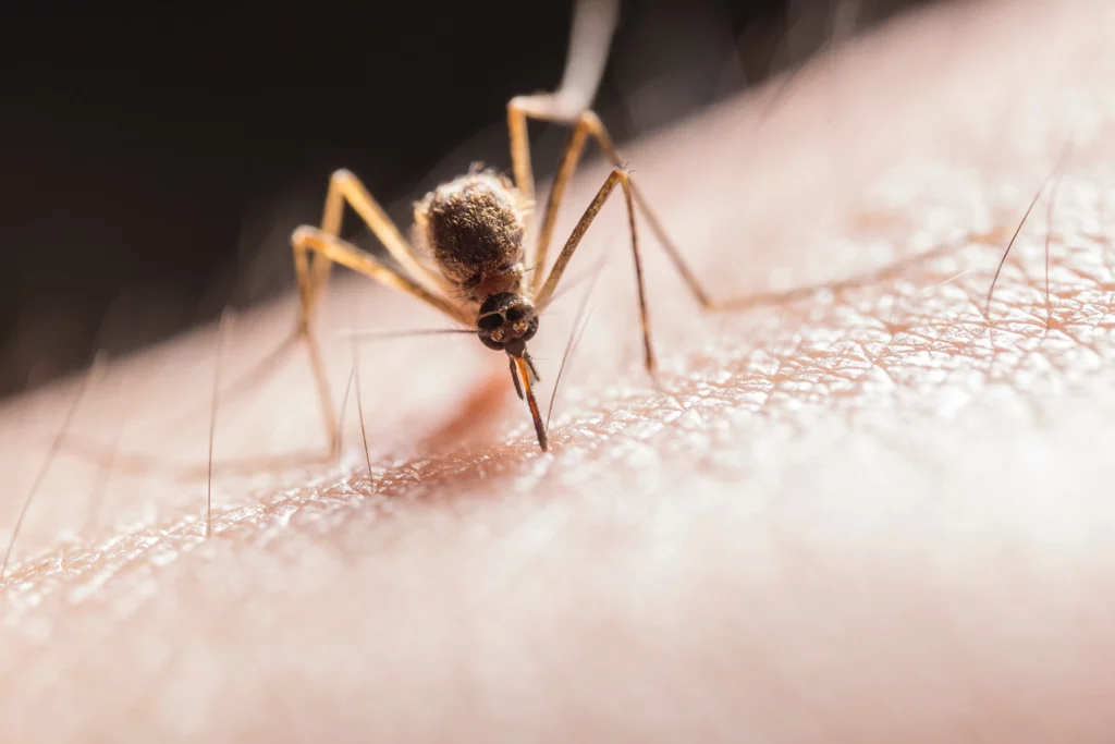 戶外、室內簡單的驅蚊方法教學