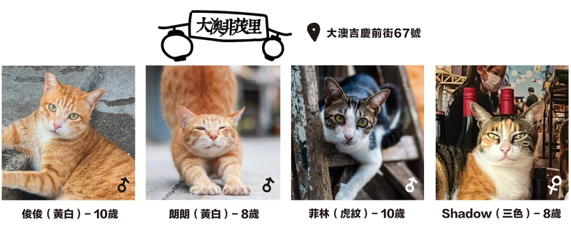 描述香港大澳非茂里附近的四隻街貓背景及特質。