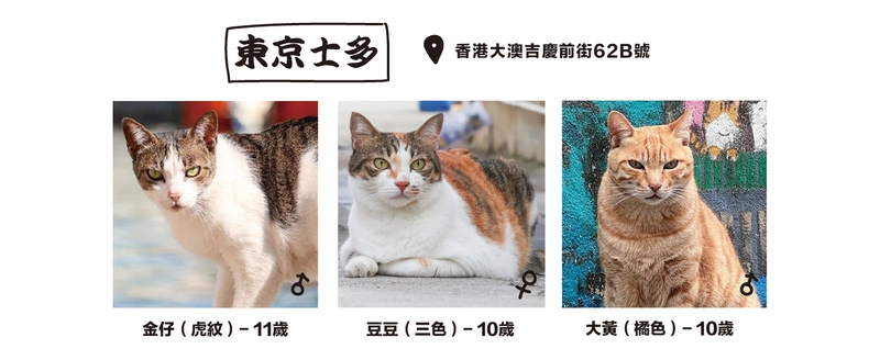 描述香港大澳東京士多附近的三隻街貓背景及特質。