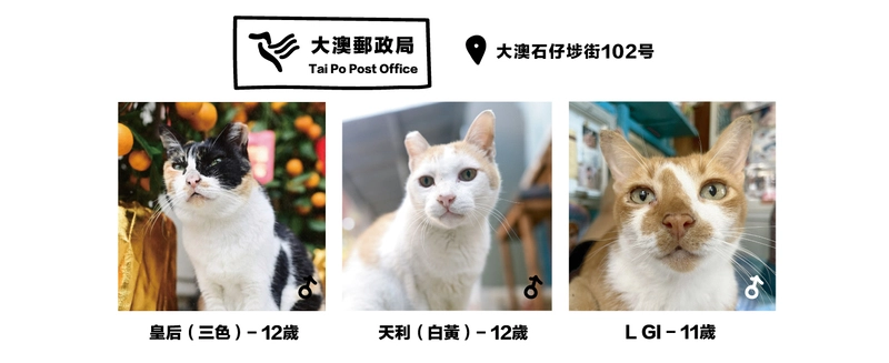 描述香港大澳郵政局附近的三隻街貓背景及特質。
