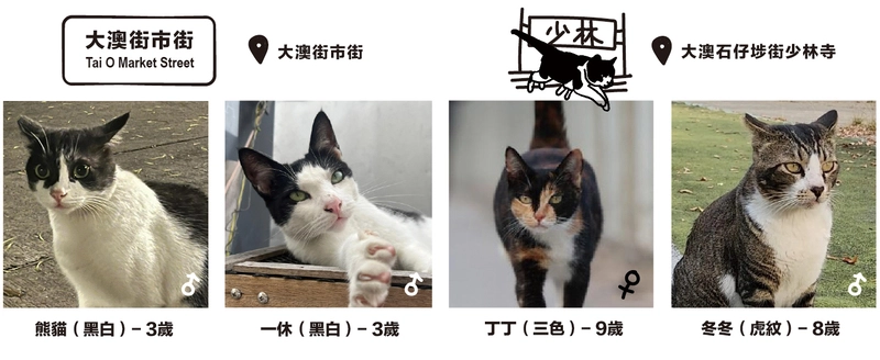 描述香港大澳街市街附近的四隻街貓背景及特質。