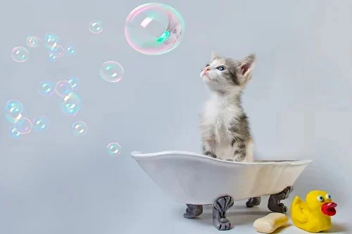 貓為什麼要洗澡