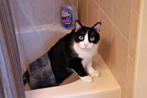 貓不能常洗澡的原因