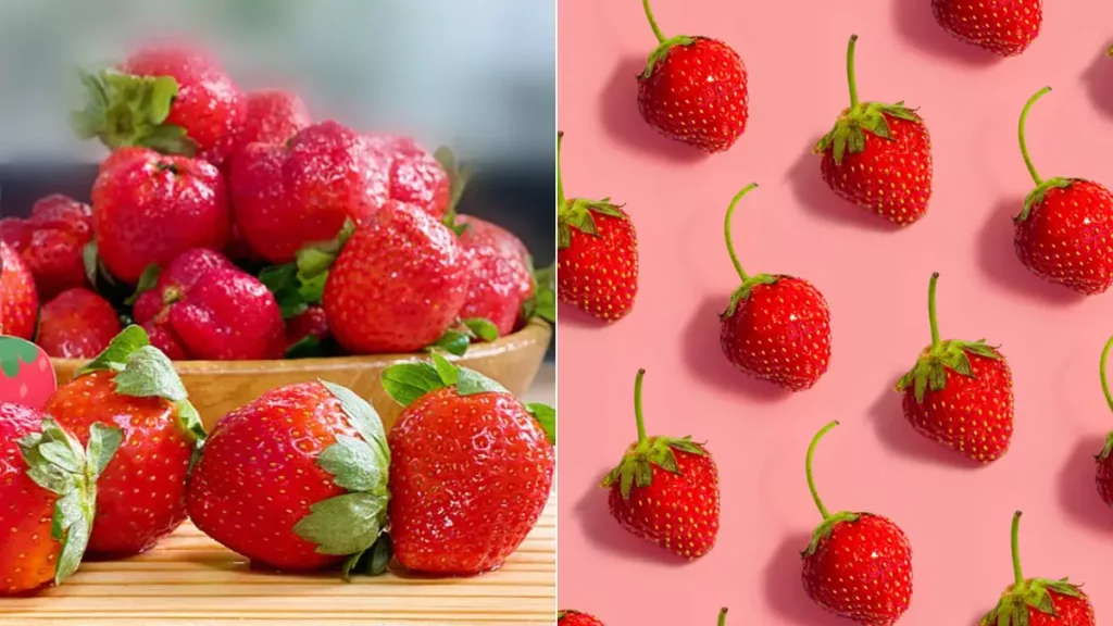 草莓品種及差異介紹